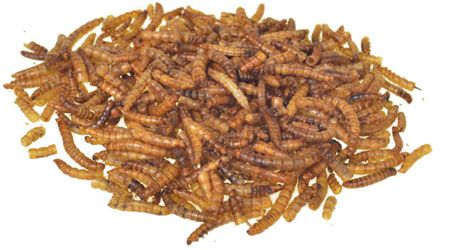 Dried Mealworms